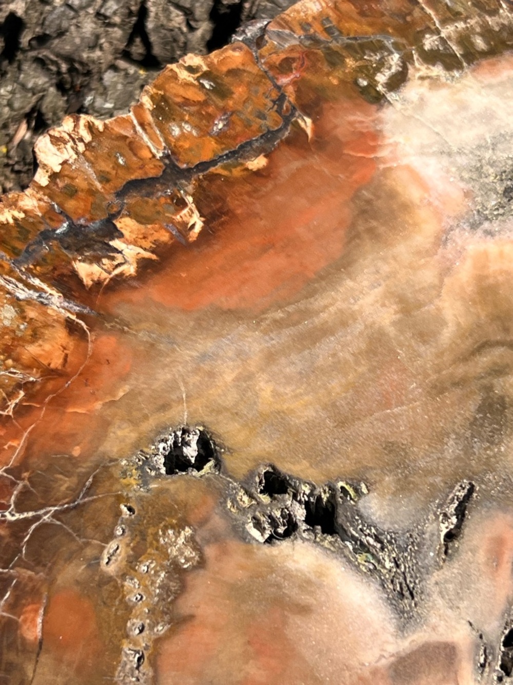 Petrified (10) wood slab with stand | crystal - Picture 9 of 17